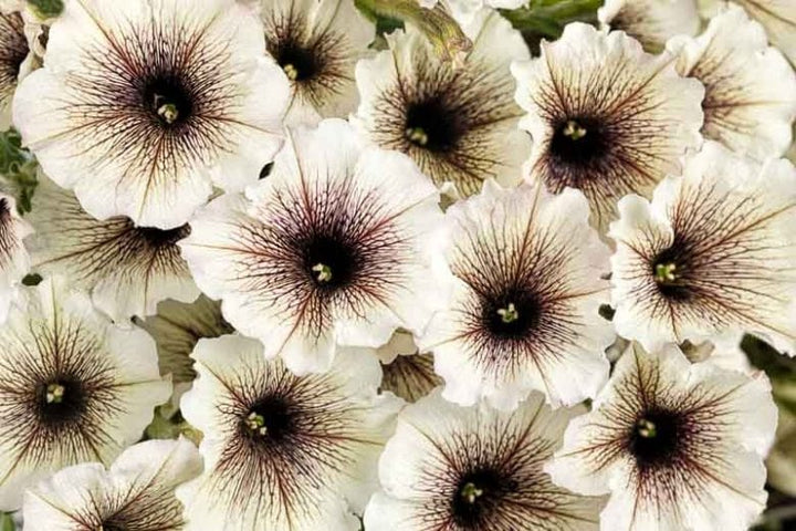 Cream Petunia Flower Seeds for Planting – Heirloom, Non-GMO, Hardy High Germination Blooms
