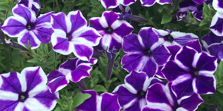 Violet & White Petunia Flower Seeds for Planting – Heirloom, Non-GMO, High Germination Garden Seeds