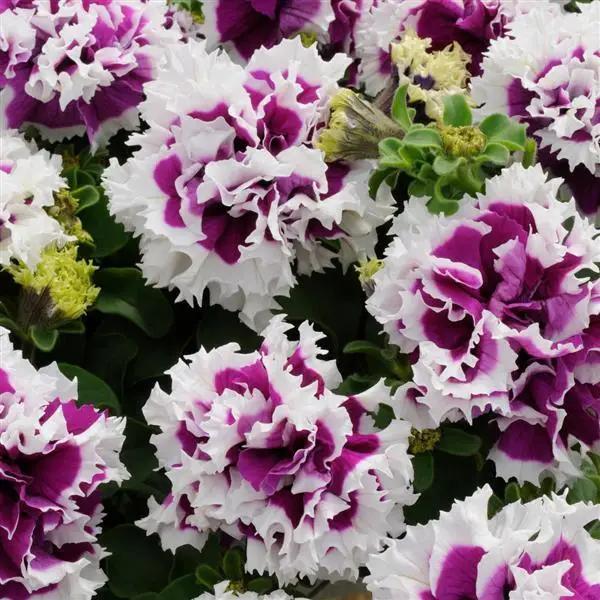White & Purple Double Petunia Flower Seeds for Planting – Heirloom, Non-GMO, High Germination Organic Garden Seeds