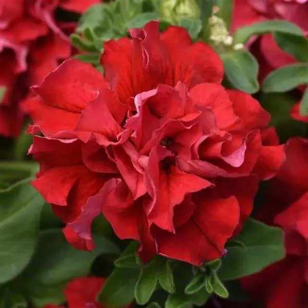 Double Wave Red Petunia Flower Seeds for Planting – Heirloom, Non-GMO, High Germination Garden Seeds