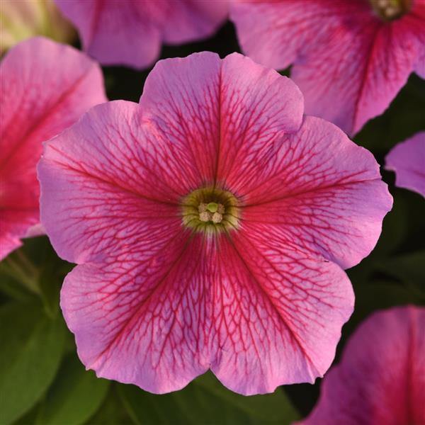Light Pink Red Petunia Flower Seeds for Planting – Heirloom, Non-GMO, Easy Grow, High Germination