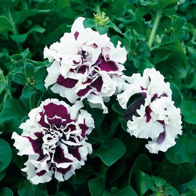 White & Purple Double Petunia Flower Seeds for Planting – Heirloom, Non-GMO, High Germination Organic Garden Seeds