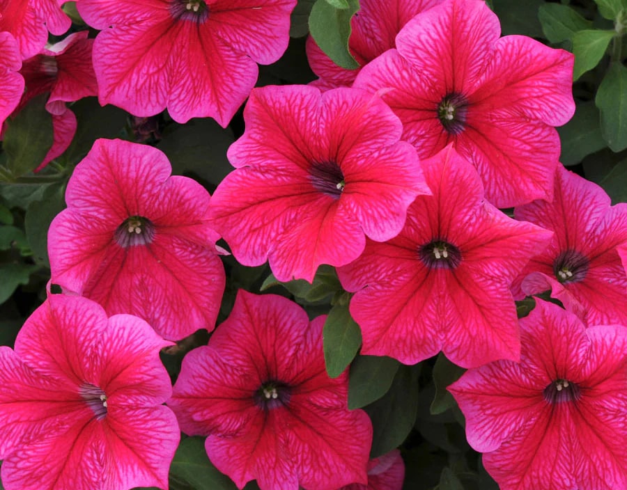 Light Pink Red Petunia Flower Seeds for Planting – Heirloom, Non-GMO, Easy Grow, High Germination