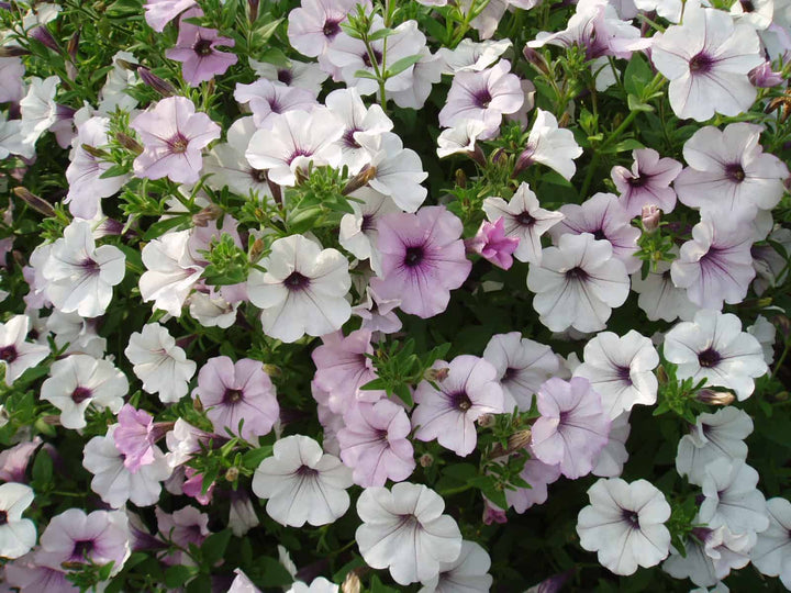 Petunia Tidal Wave Silver Flower Seeds for Planting – Heirloom Non-GMO, High Germination Organic Garden Seeds