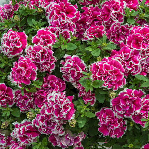 Flower Seeds, Seeds,Seeds For Planting,Plant Seeds