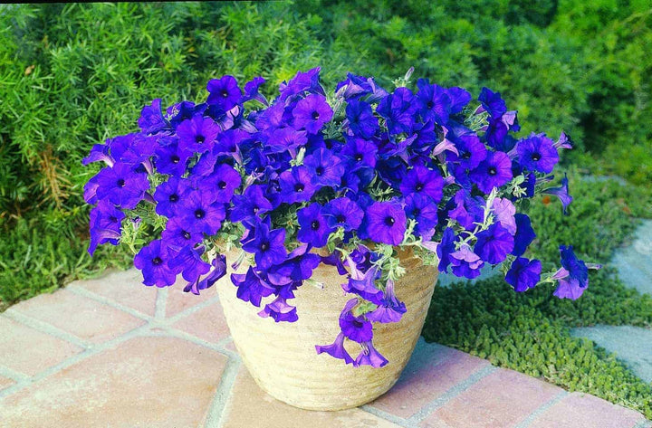 Blue Hanging Petunia Flower Seeds for Planting – Heirloom, Non-GMO, High Germination Organic Garden Seeds