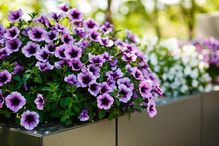 Light Purple Hanging Petunia Flower Seeds for Planting – Heirloom, Non-GMO, High Germination Blooms