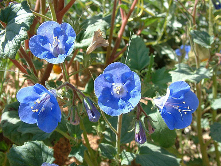 Flower Seeds, Seeds,Seeds For Planting,Plant Seeds