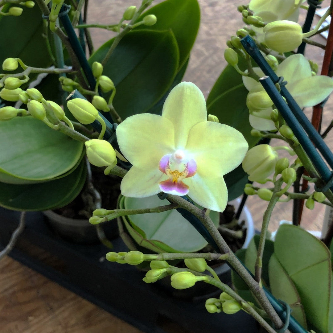 Flower Seeds, Seeds,Seeds For Planting,Plant Seeds