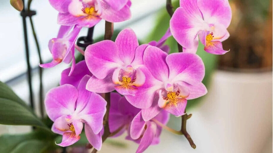 Phalaenopsis Orchid  Flower seeds for Planting - Premium Quality, Heirloom & GMO Free Seeds for Home Garden, 100pcs