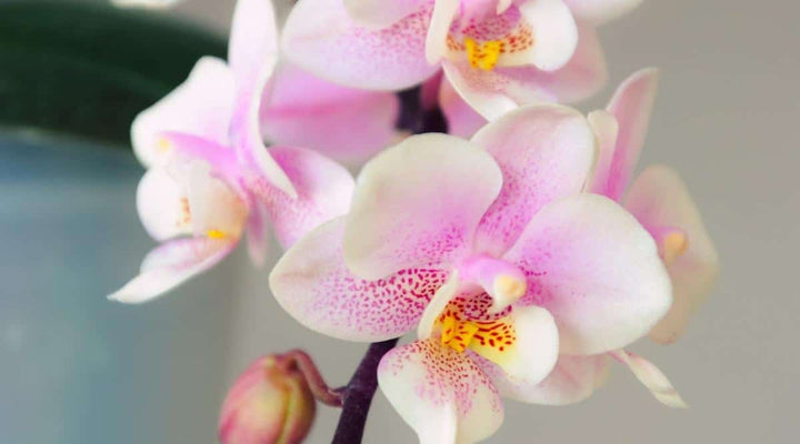 Pink White Orchid Flower Seeds – Compact Growth, Heirloom & Non-GMO for Home Garden