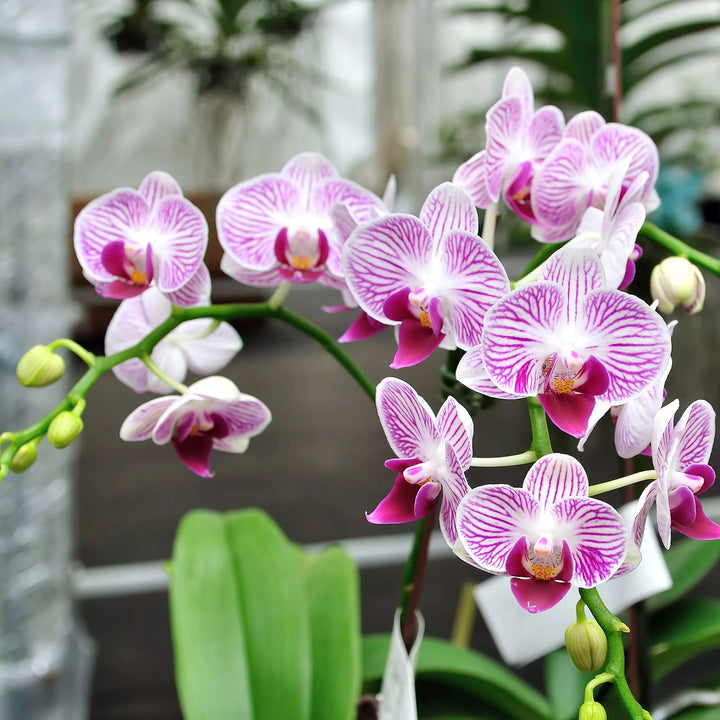 Orchid Flower Seeds for Planting – Heirloom, Non-GMO, Easy to Grow, High Germination Organic Garden Seeds