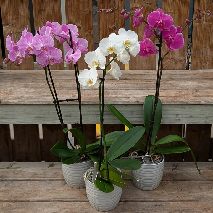 Mixed Phalaenopsis Flower Seeds for Planting – Easy to Grow, Heirloom, Non-GMO, High Germination Organic Garden Seeds