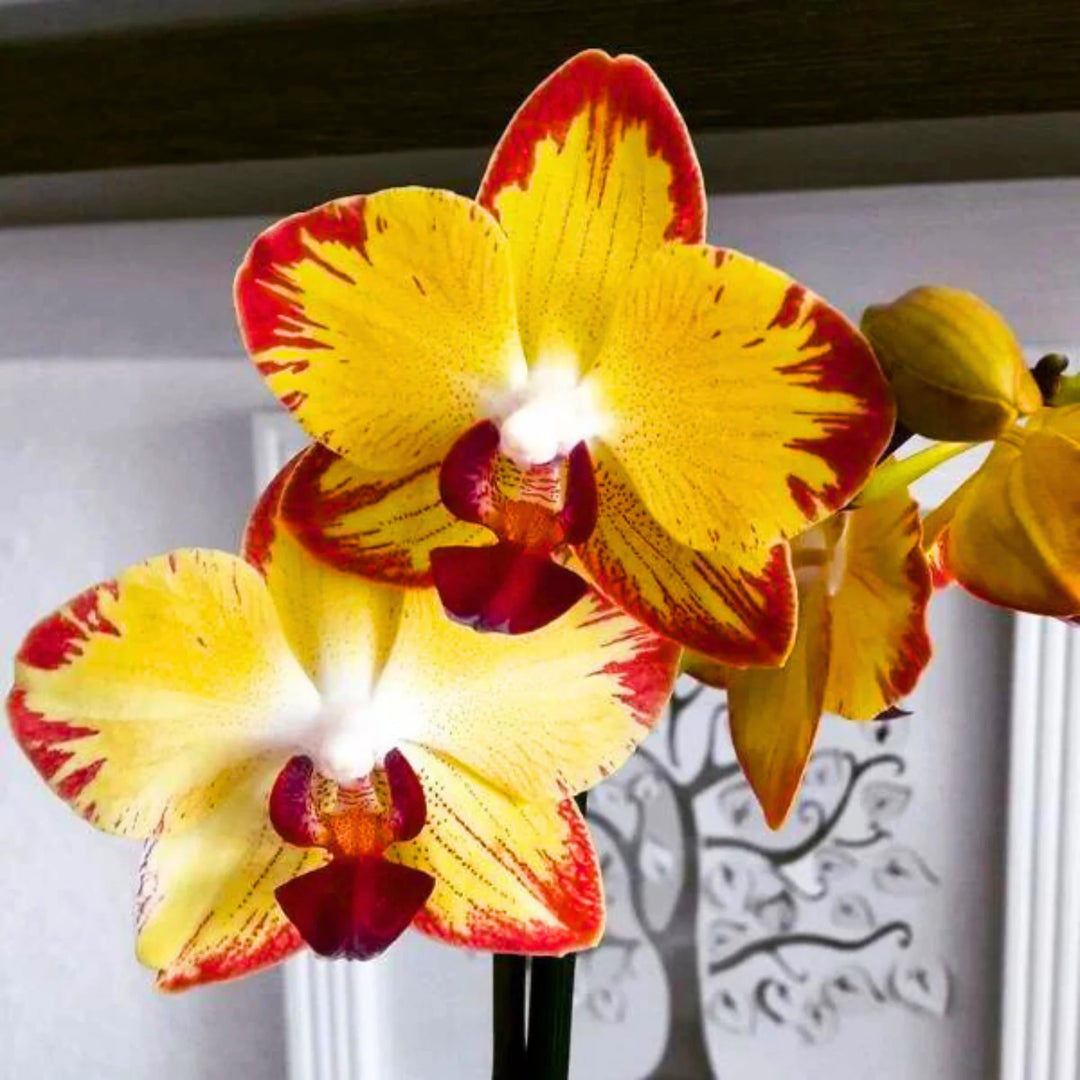 Red Yellow Phalaenopsis Flower Seeds for Planting – Heirloom, Non-GMO, Low Maintenance, High Germination