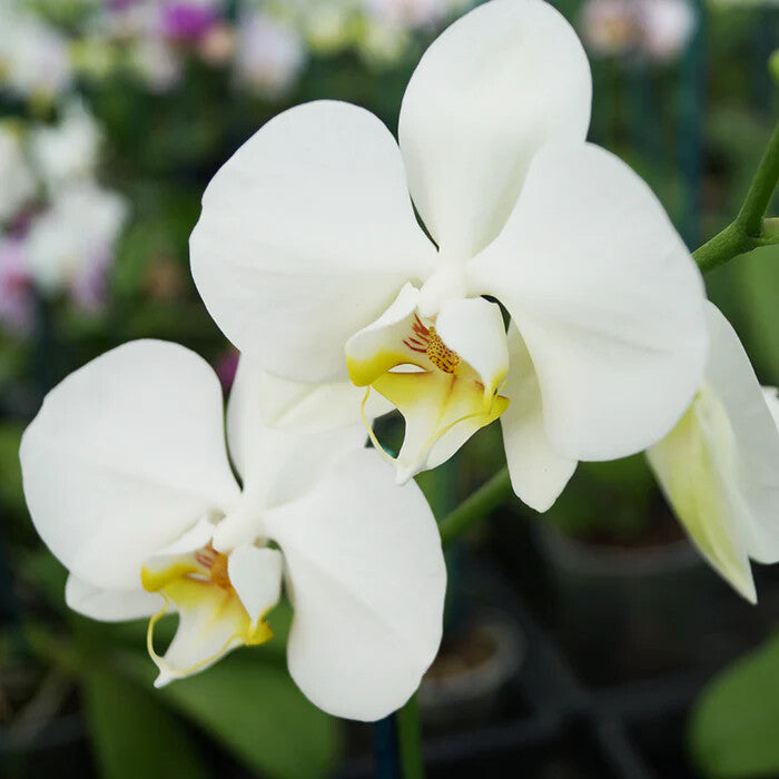White Phalaenopsis Flower Seeds for Planting – Heirloom Non-GMO, High Germination Organic Garden Seeds