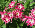 Phlox drummondii Flower Seeds for Planting – Heirloom & Non-GMO Vibrant Annual Blooms for Beds, Borders, and Containers