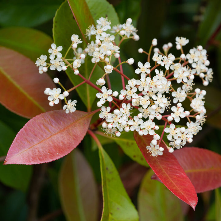 Photinia Flower Seeds for Planting – Heirloom, Non-GMO, Pollinator Friendly, High Germination Garden Seeds