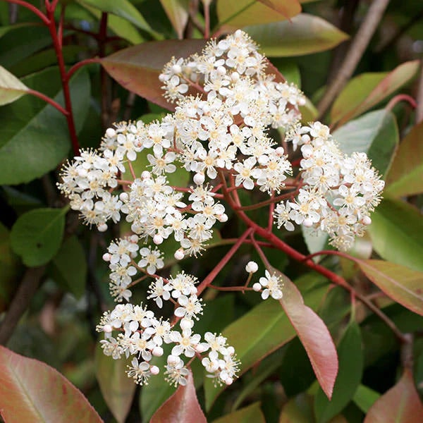 Photinia Flower Seeds for Planting – Heirloom, Non-GMO, Pollinator Friendly, High Germination Garden Seeds