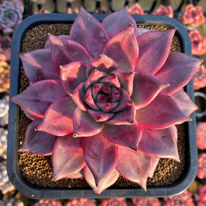 Echeveria Agavoides Romeo Flower Seeds for Planting – Heirloom, Non-GMO, High Germination, Organic Garden