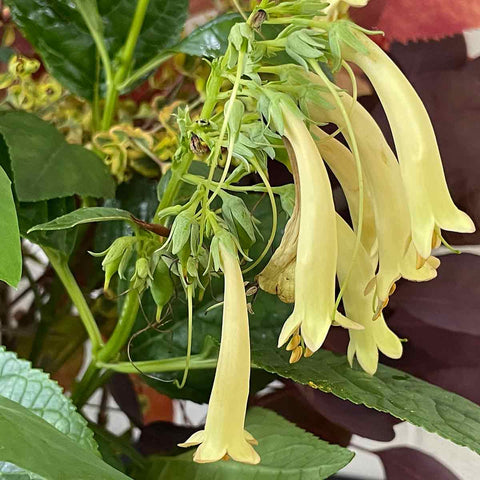 Flower Seeds, Seeds,Seeds For Planting,Plant Seeds