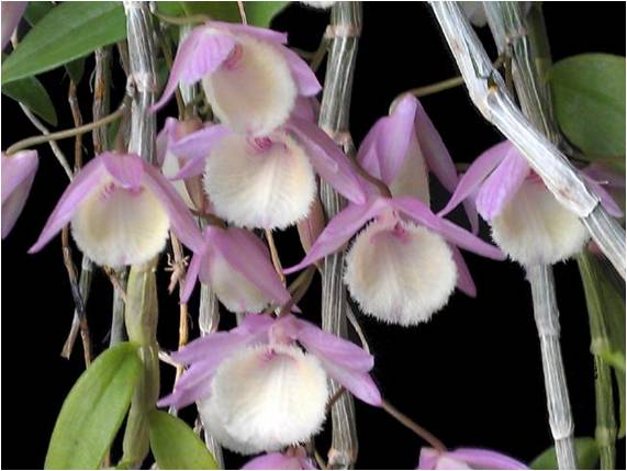 Dendrobium Aphyllum Flower Seeds for Planting – Heirloom, Non-GMO, Long Bloom Seeds