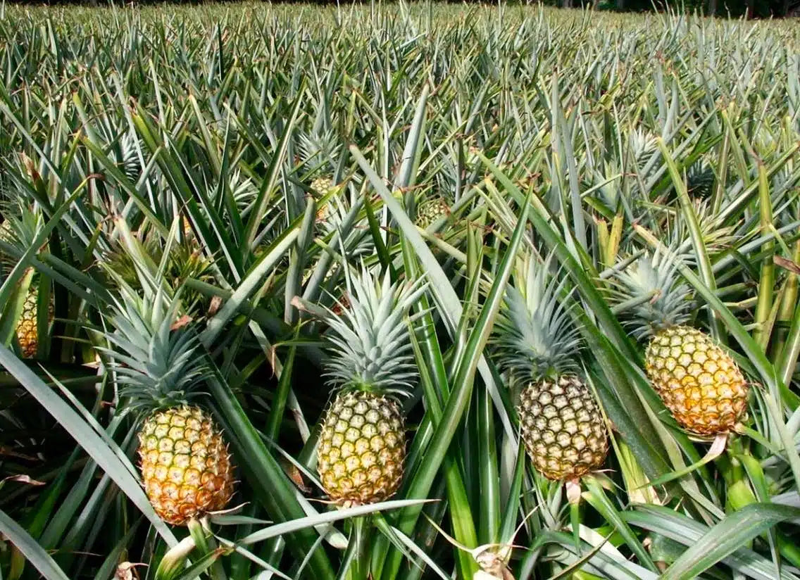 Brown Pineapple Fruit Seeds for Planting – Heirloom, Non-GMO Tropical Flavorful Garden Fruit Seeds