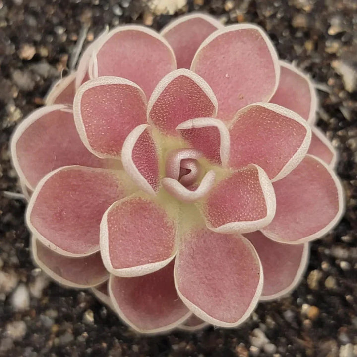 Mexican Butterwort Carnivorous Flower Seeds – Hardy Heirloom Non-GMO Planting