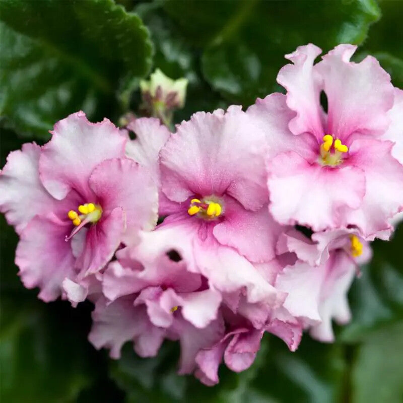 Baby Pink Saintpaulia Flower Seeds for Planting – Heirloom Non-GMO, High Germination Organic Garden Seeds