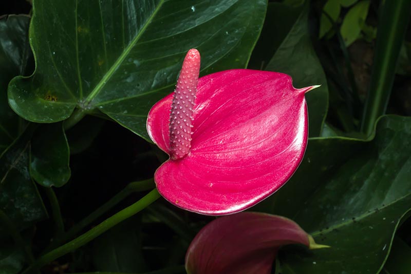 Dark Pink Anthurium Flower Seeds for Planting – Heirloom, Non-GMO, High Germination Organic Garden Seeds