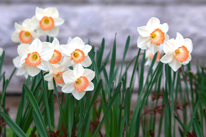 Orange White Aquilegia Flower Seeds for Planting – Heirloom, Non-GMO, Pollinator Friendly, High Germination