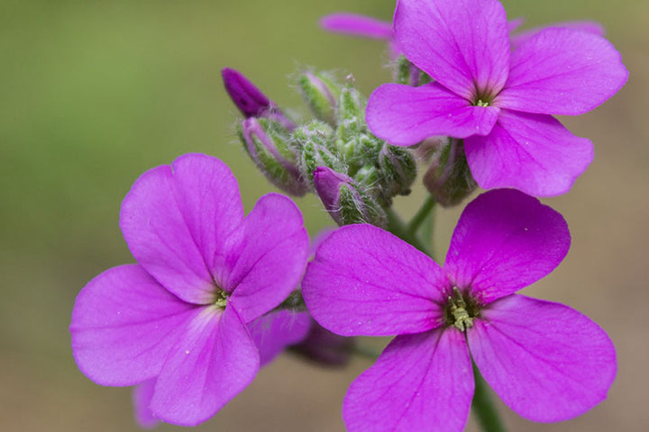 Flower Seeds, Seeds,Seeds For Planting,Plant Seeds