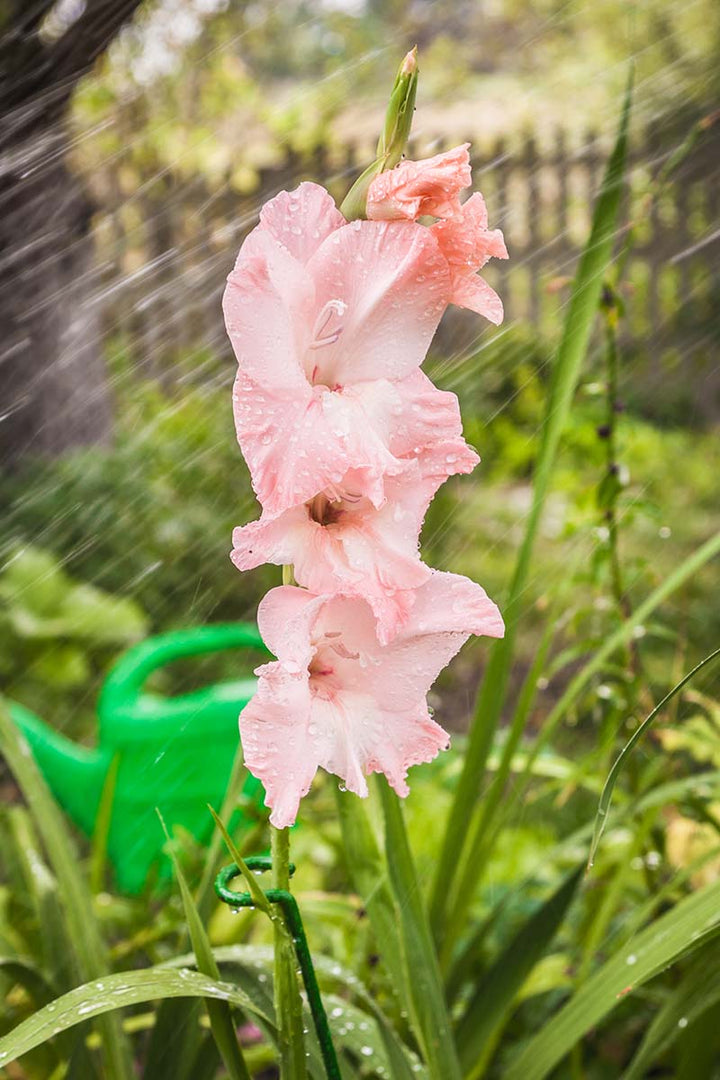 Baby Pink Gladiolus Flower Seeds for Planting – Heirloom, Non-GMO, High Germination Organic Garden Seeds
