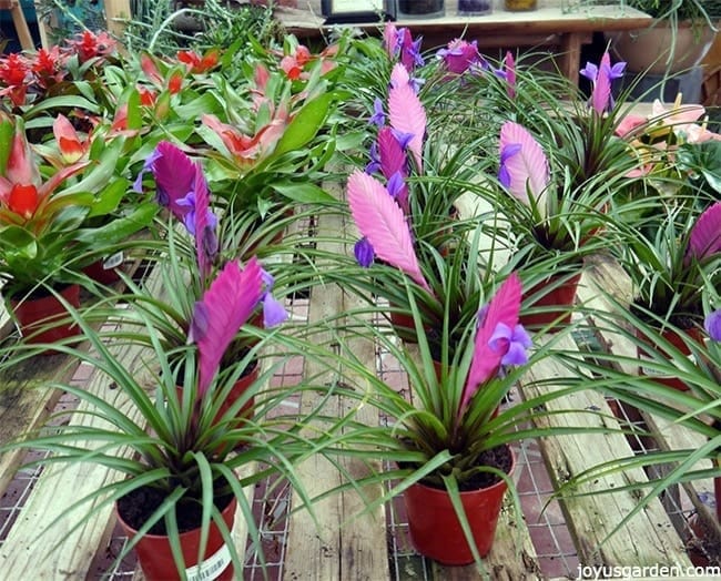 Pink Bromeliad Tillandsia Bulbosa Flower Seeds for Planting | Heirloom Non-GMO High Germination