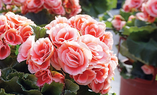 Rose Rieger Begonia Flower seeds for Planting - Pollinator Friendly, Heirloom & GMO Free Seeds for Home Garden
