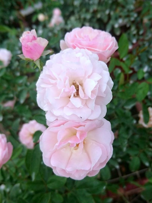 Pink Snow Rose Flower Seeds for Planting – Heirloom, Non-GMO & High Germination Organic Garden Seeds
