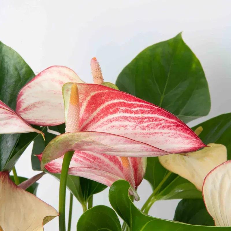 White Pink Anthurium Flower Seeds for Planting – Heirloom, Non-GMO, High Germination Organic Garden Seeds