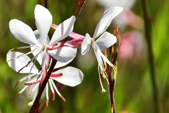 White Gaura Flower Seeds for Planting – Heirloom, Non-GMO, High Germination Organic Garden Seeds