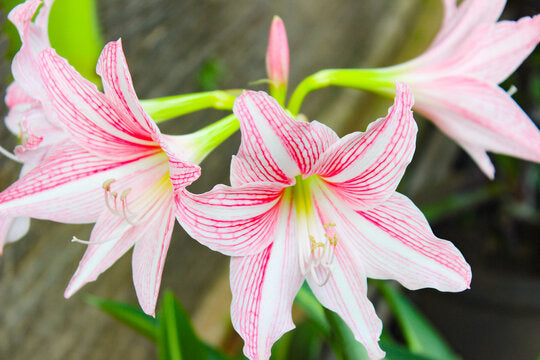 Pink Amaryllis Barbados Seeds for Planting - Fragrant Heirloom, Non-GMO, High Germination Organic Garden Seeds