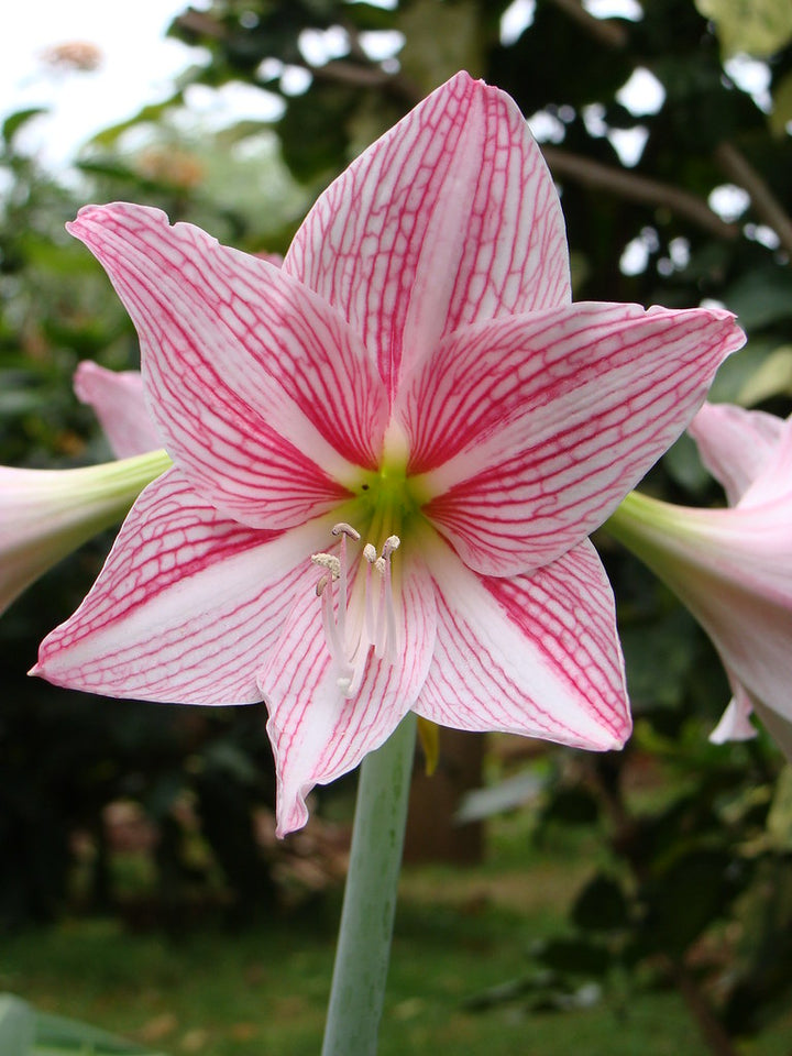 Pink Amaryllis Barbados Seeds for Planting - Fragrant Heirloom, Non-GMO, High Germination Organic Garden Seeds