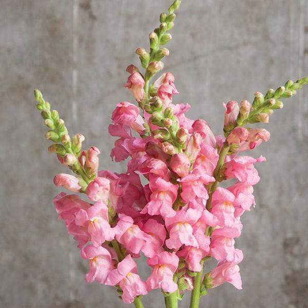 Pink Antirrhinum Flower Seeds for Planting - Heirloom, Non-GMO, Organic Garden Seeds, Bright Blooms, High Germination