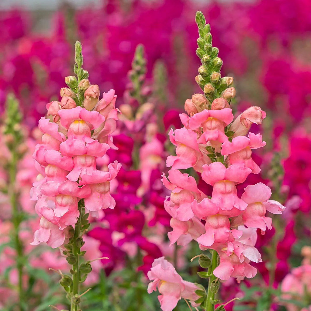 Pink Antirrhinum Flower Seeds for Planting - Heirloom, Non-GMO, Organic Garden Seeds, Bright Blooms, High Germination