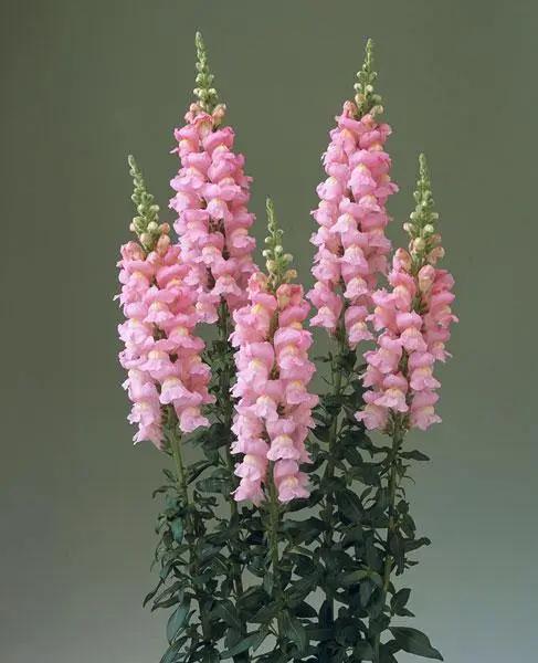 Pink Antirrhinum Flower Seeds for Planting - Heirloom, Non-GMO, Organic Garden Seeds, Bright Blooms, High Germination