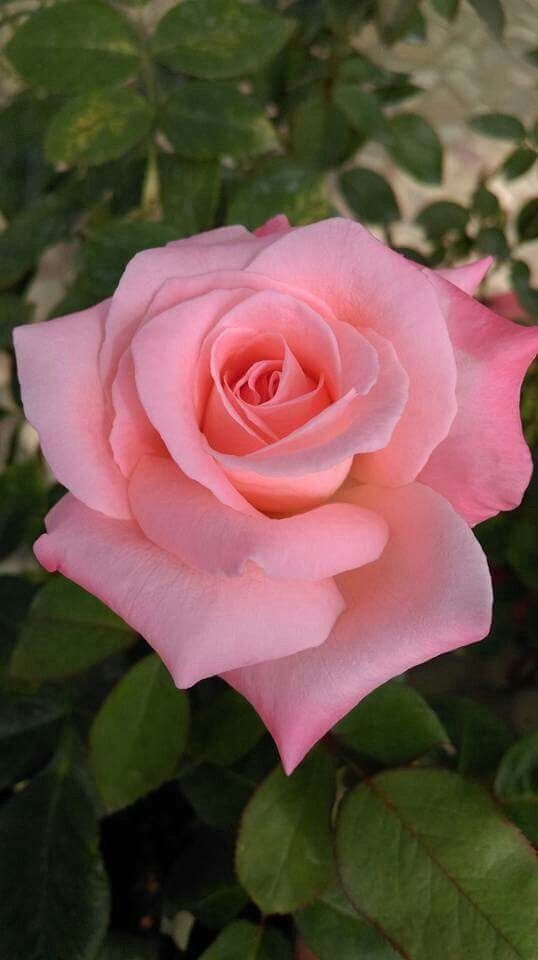 Pink Away Rose Flower Seeds for Planting – Heirloom, Non-GMO, Compact Growth, High Germination Organic Garden Seeds