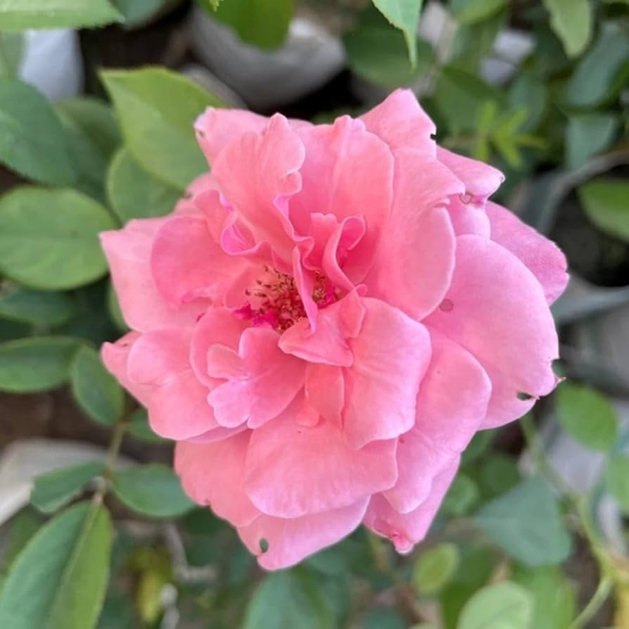 Pink Away Rose Flower Seeds for Planting – Heirloom, Non-GMO, Compact Growth, High Germination Organic Garden Seeds