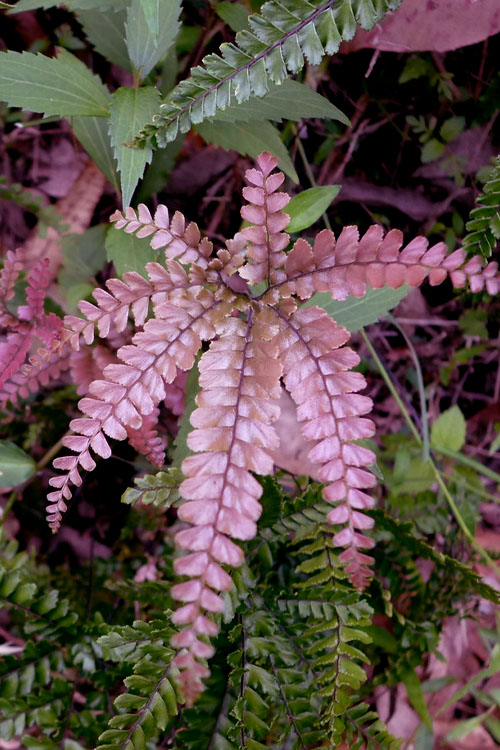 Pink Fern for Planting – Heirloom, Non-GMO, High Germination Organic Garden Seeds for Shade