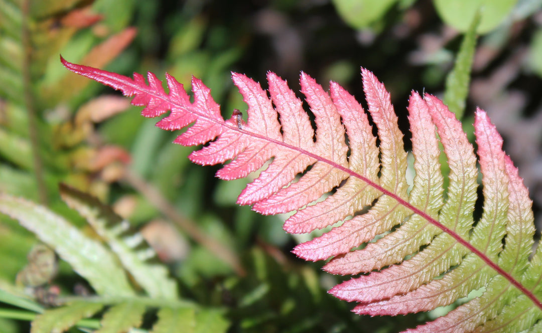 Pink Fern for Planting – Heirloom, Non-GMO, High Germination Organic Garden Seeds for Shade