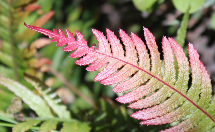 Pink Fern for Planting – Heirloom, Non-GMO, High Germination Organic Garden Seeds for Shade