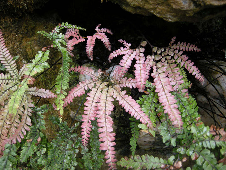 Pink Fern for Planting – Heirloom, Non-GMO, High Germination Organic Garden Seeds for Shade