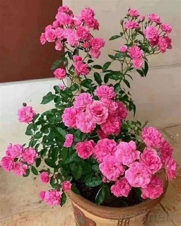 Pink Miniature Rose Seeds for Planting - Heirloom, Non-GMO, High Germination Organic Garden Seeds