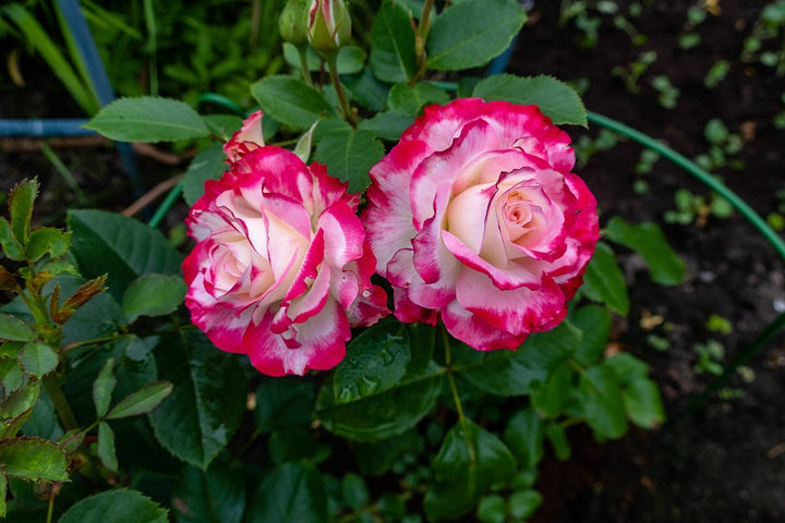 Pink Mix Ruby Rose Flower Seeds for Planting – Heirloom, Non-GMO, High Germination Organic Garden Seeds for Bright Blooms